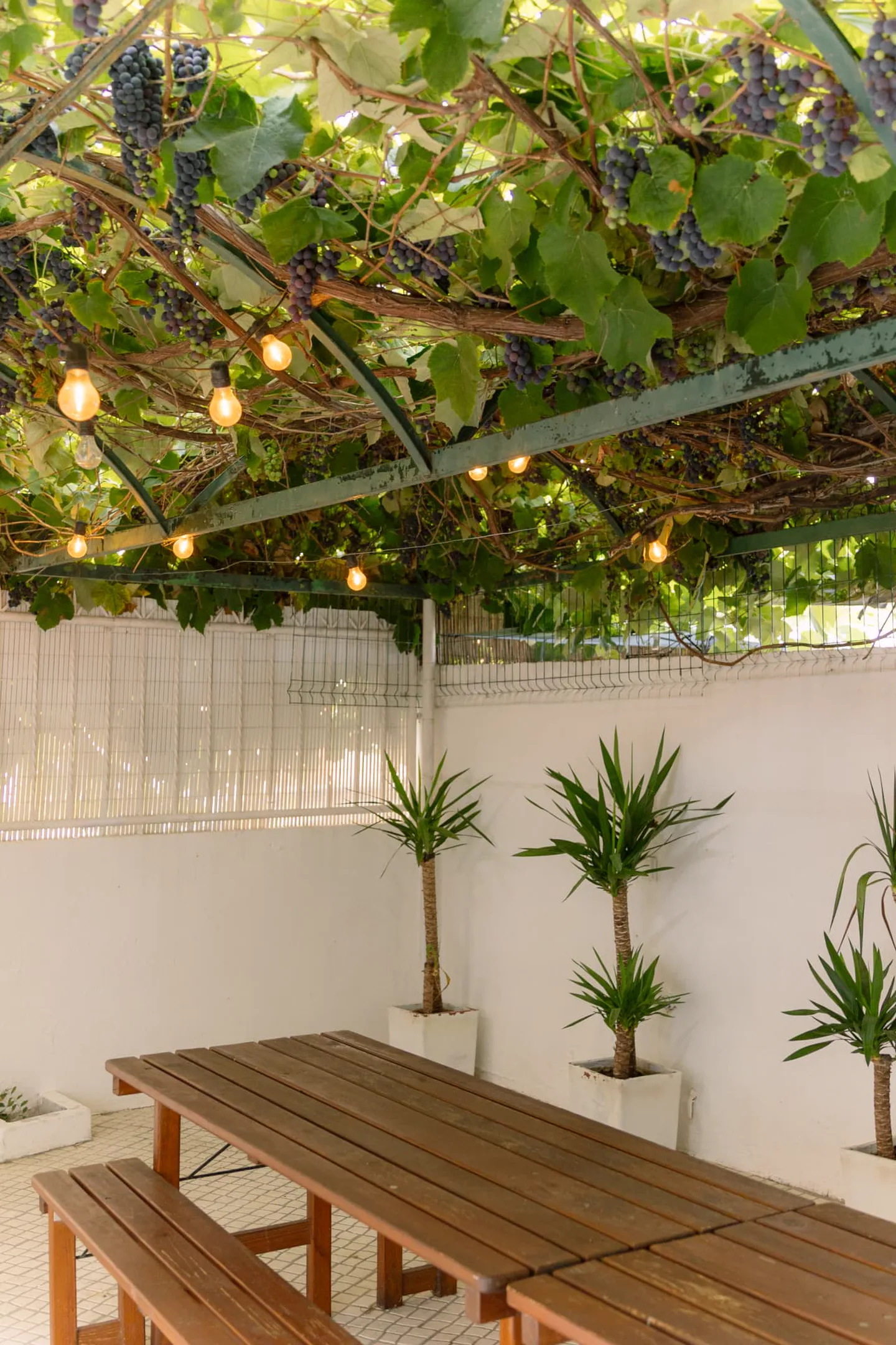 Vine-covered pergola over the long wooden table outside Casa Caparica