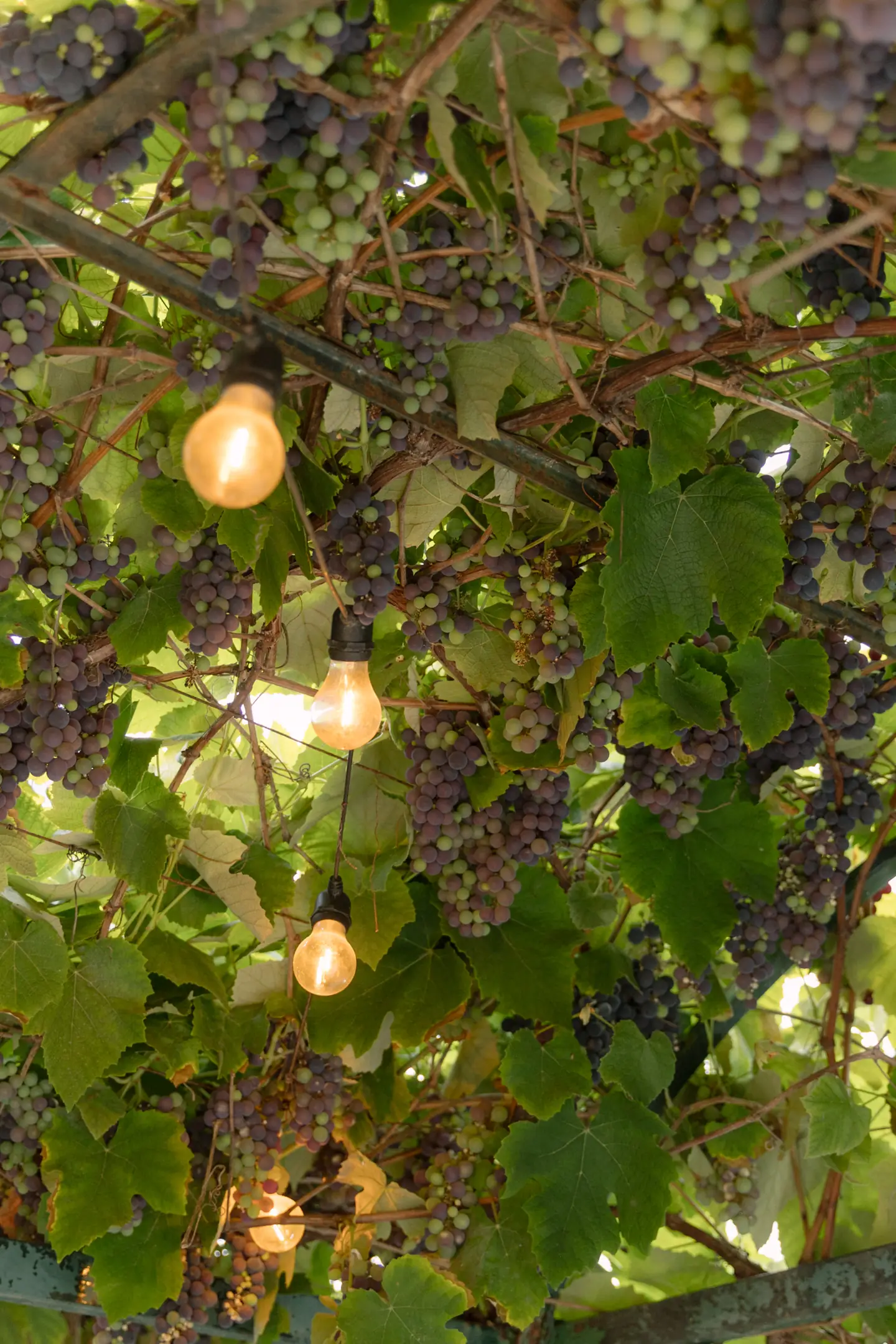 Bunch of grapes on the pergola vine